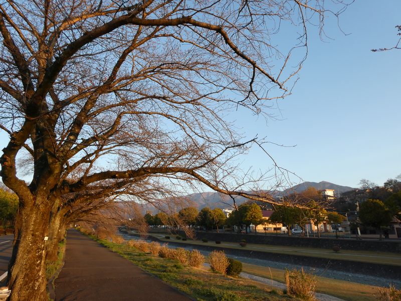 カルチャーパーク前の桜02-2026.03.24