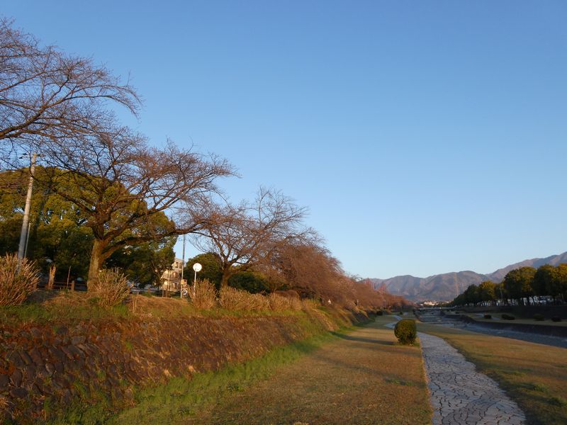 カルチャーパーク前の桜03-2026.03.24