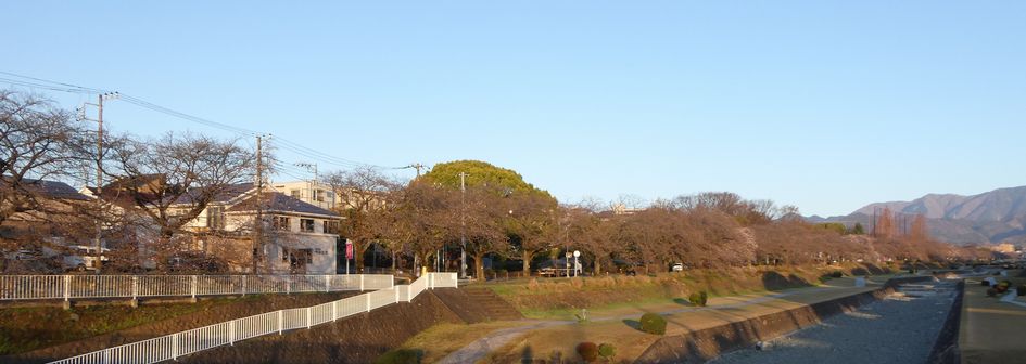 富士見大橋から見た桜01-2026.03.24