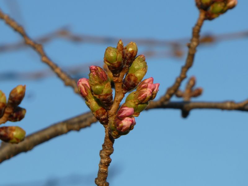 秦野市役所の桜01-2026.03.24