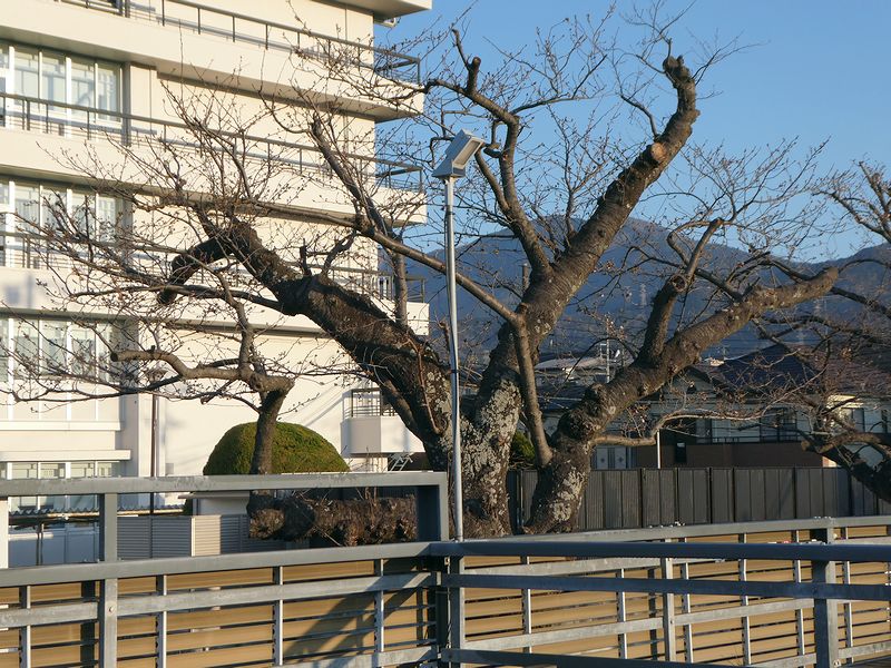 秦野市役所の桜02-2026.03.24