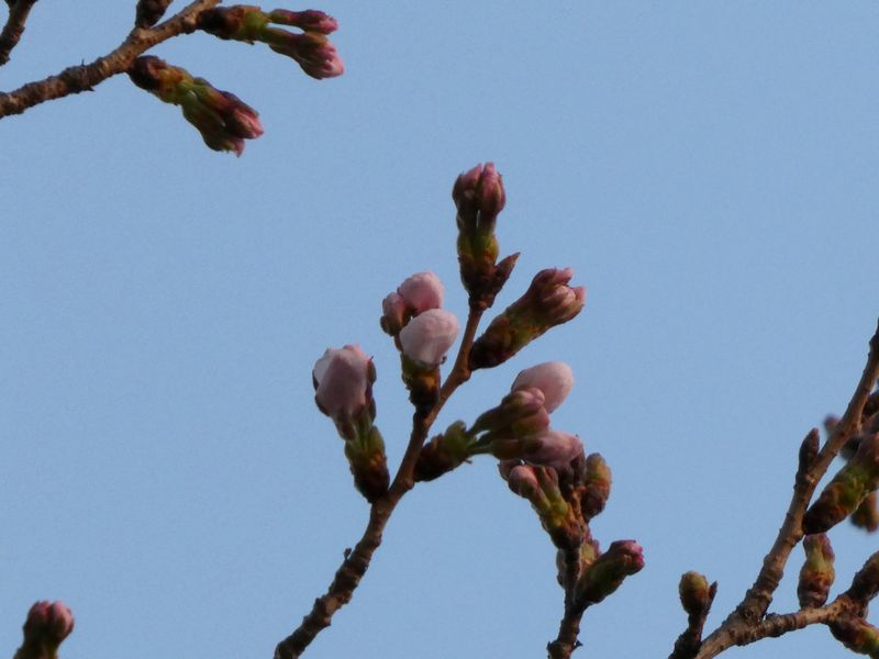 はだの桜みちの桜01-2026.03.24