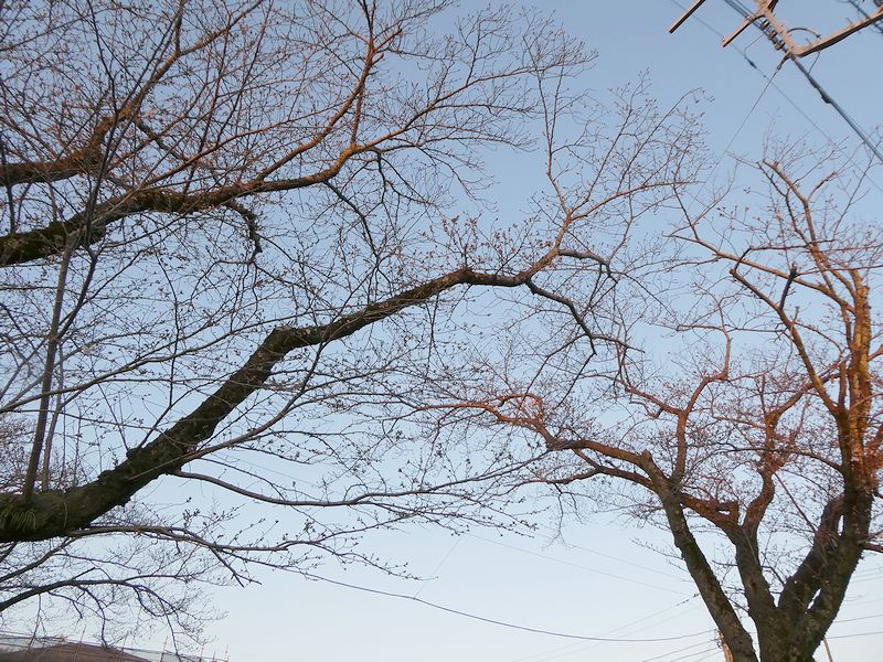 はだの桜みちの桜02-2026.03.24