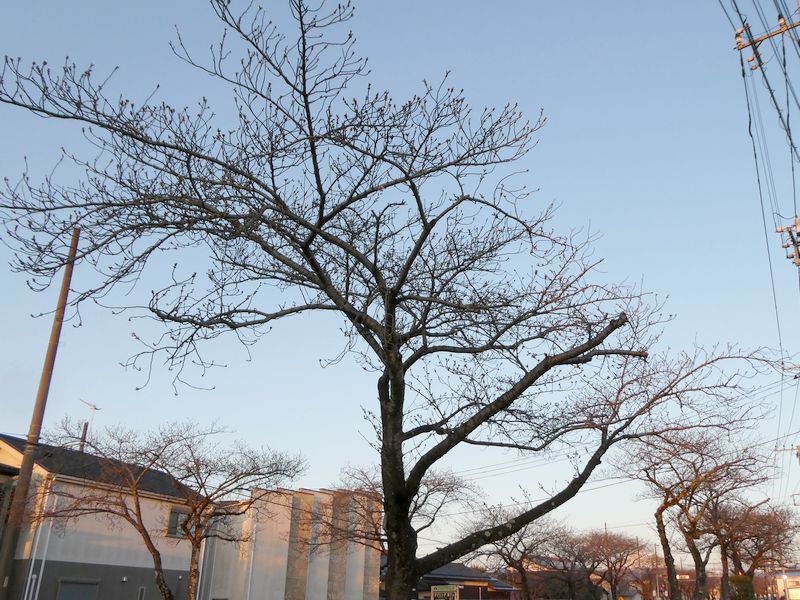 はだの桜みちの桜03-2026.03.24