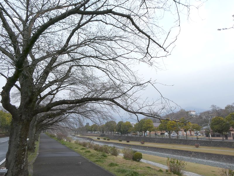 カルチャーパーク前の桜02-2026.03.25