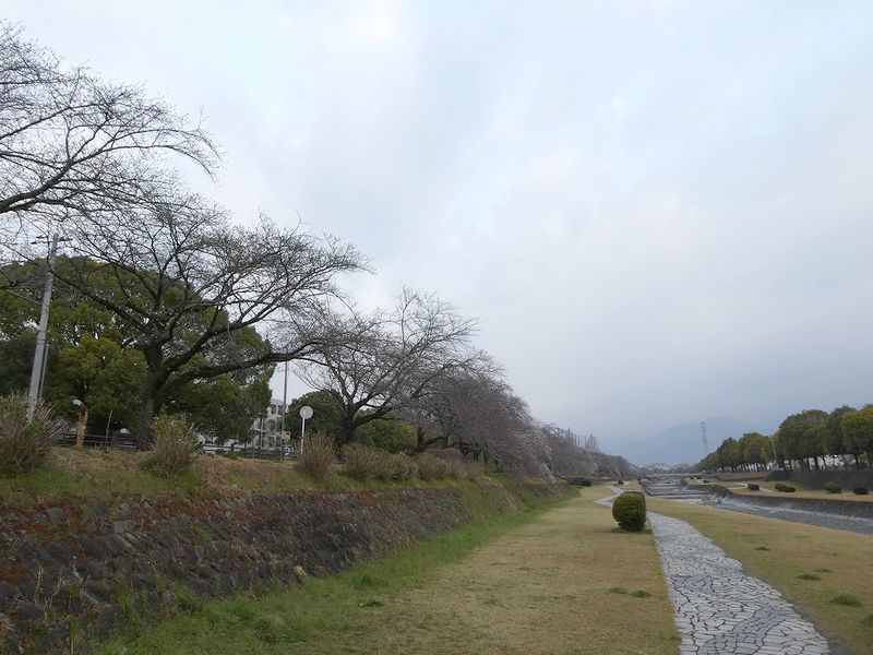 カルチャーパーク前の桜03-2026.03.25