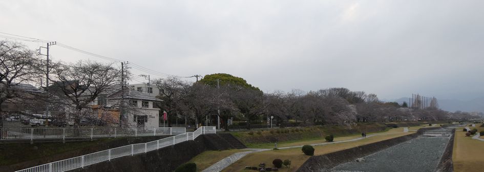 富士見大橋から見た桜01-2026.03.25