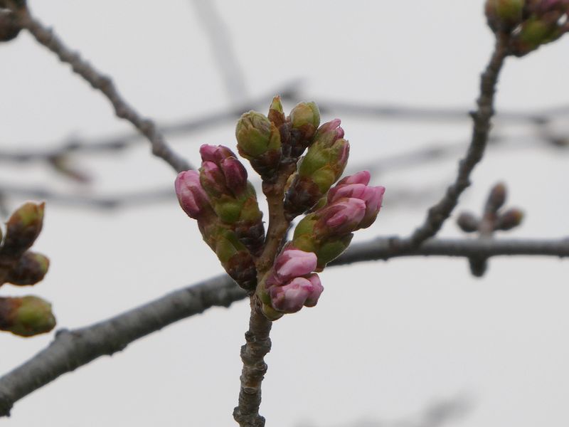 秦野市役所の桜01-2026.03.25