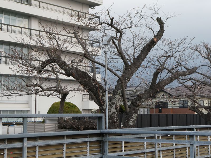 秦野市役所の桜02-2026.03.25