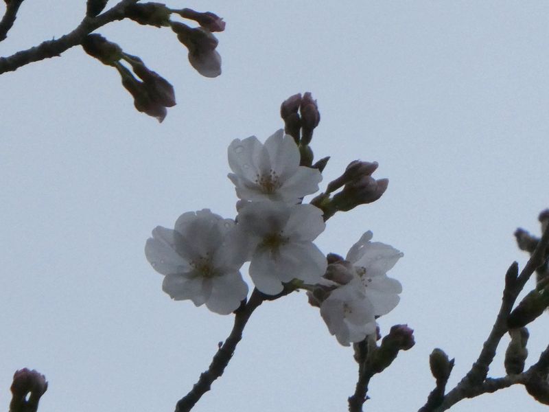 はだの桜みちの桜01-2026.03.25