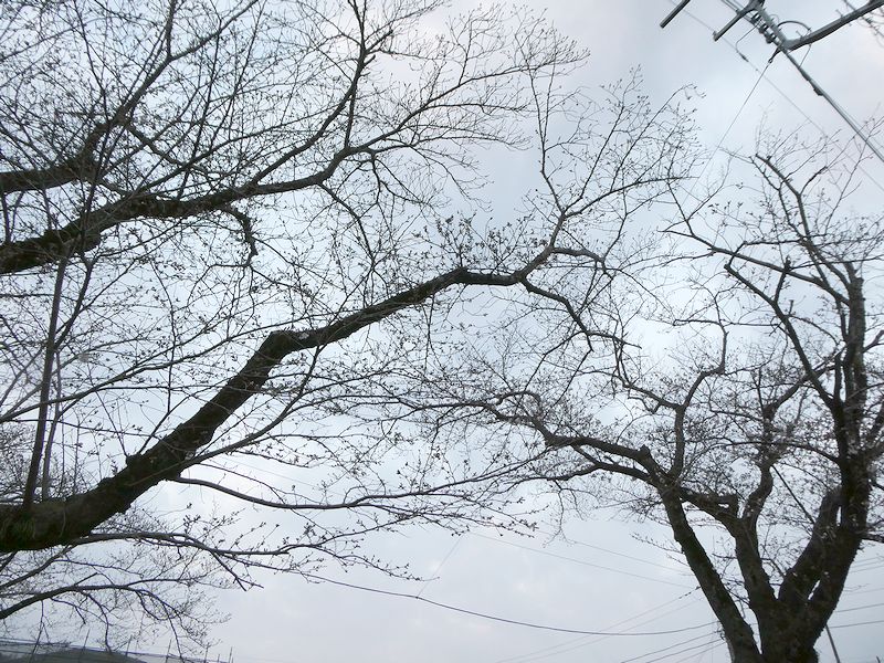 はだの桜みちの桜02-2026.03.25