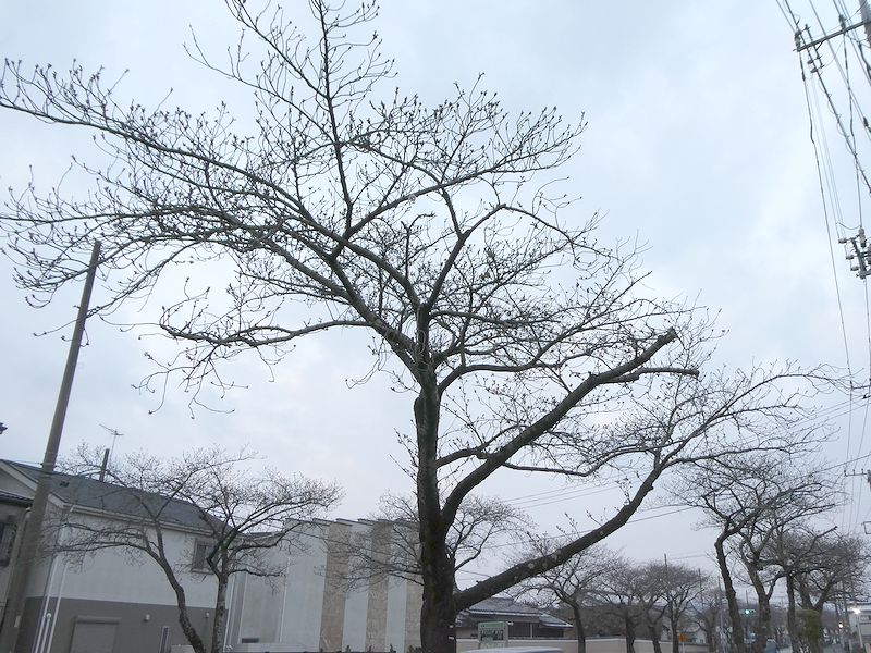 はだの桜みちの桜03-2026.03.25