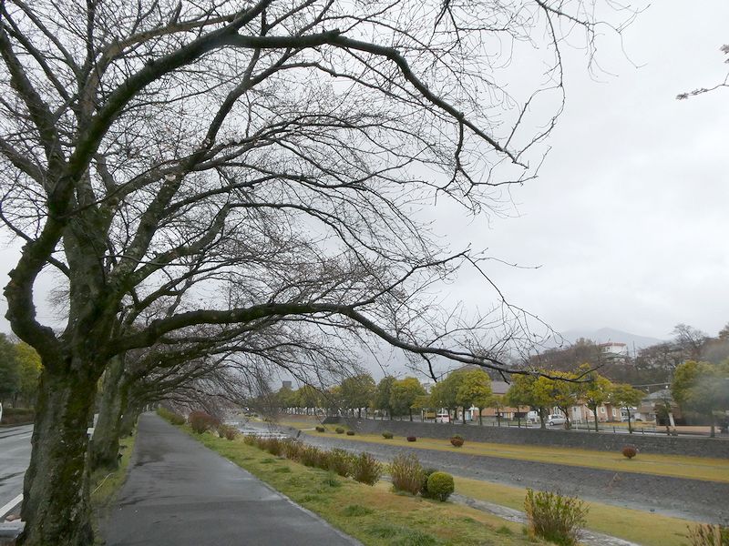 カルチャーパーク前の桜02-2026.03.26