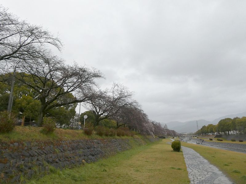 カルチャーパーク前の桜03-2026.03.26