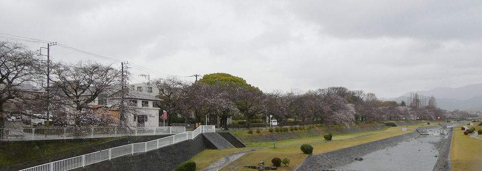 富士見大橋から見た桜01-2026.03.26
