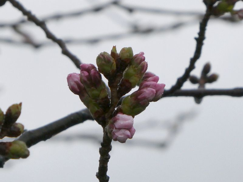 秦野市役所の桜01-2026.03.26