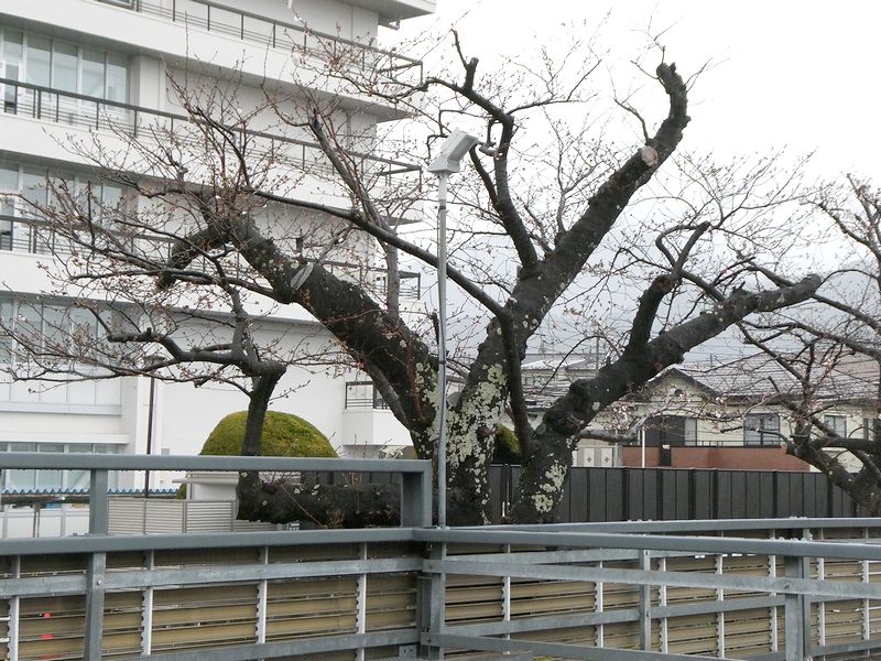 秦野市役所の桜02-2026.03.26