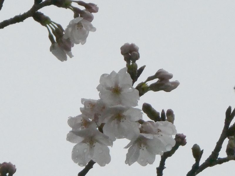 はだの桜みちの桜01-2026.03.26