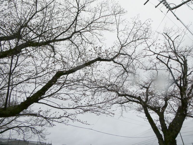 はだの桜みちの桜02-2026.03.26