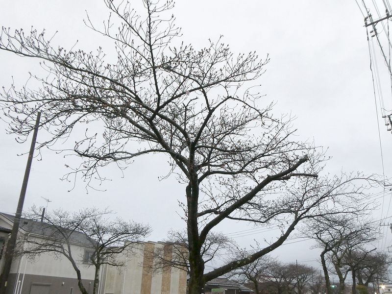 はだの桜みちの桜03-2026.03.26