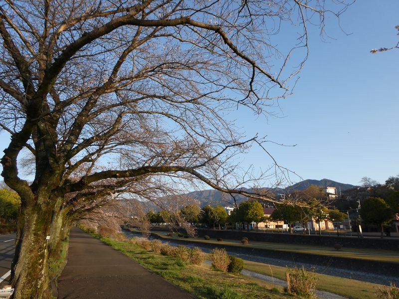 カルチャーパーク前の桜02-2026.03.27