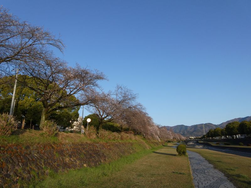 カルチャーパーク前の桜03-2026.03.27