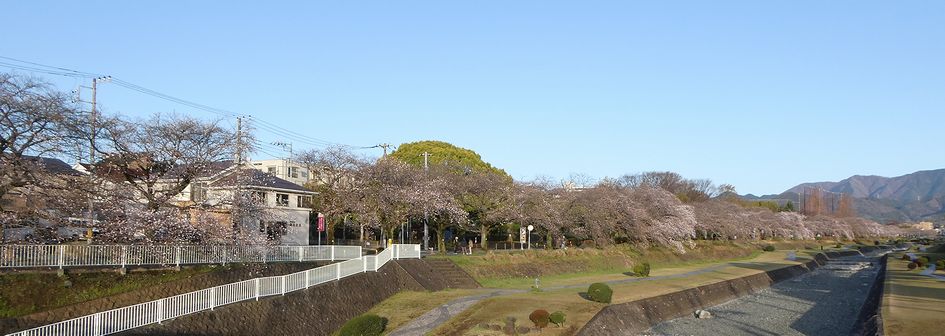 富士見大橋からみた桜01-2026.03.27