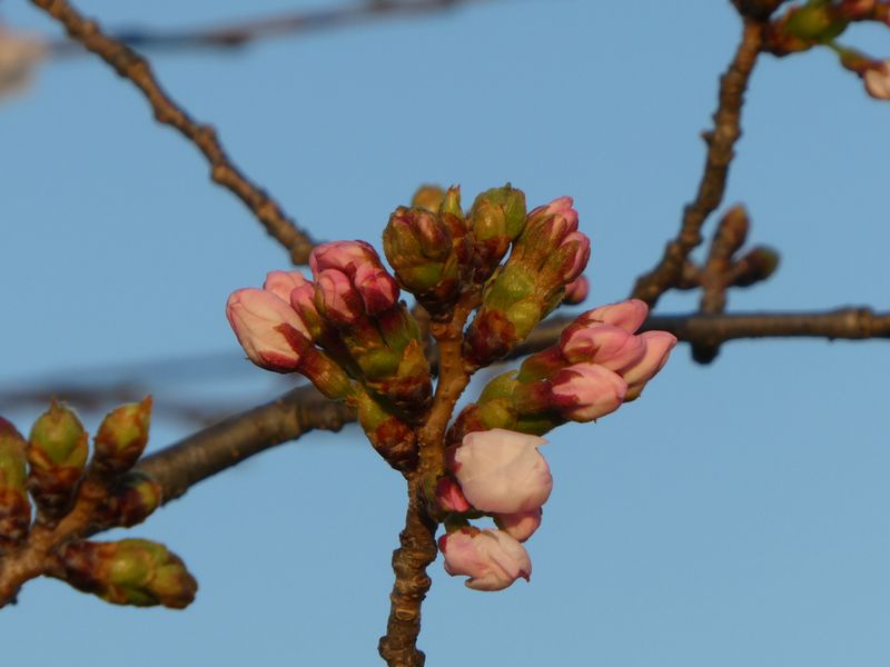 秦野市役所の桜01-2026.03.27