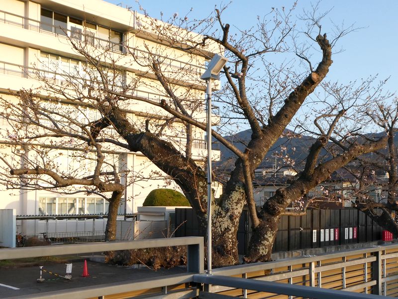 秦野市役所の桜02-2026.03.27