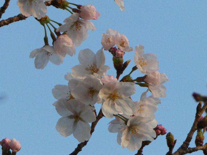 はだの桜みちの桜01-2026.03.27