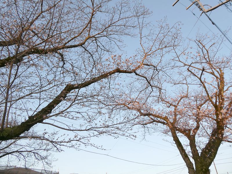 はだの桜みちの桜02-2026.03.27