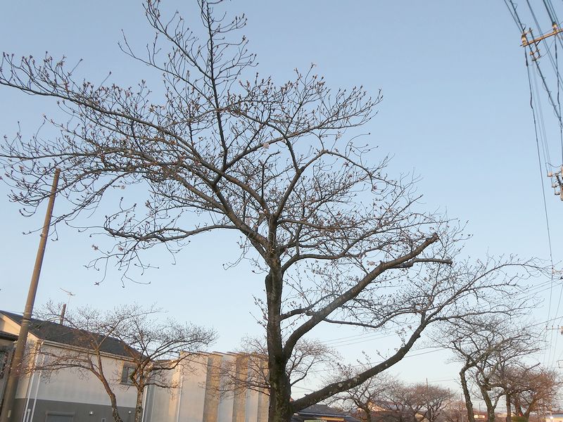 はだの桜みちの桜03-2026.03.27