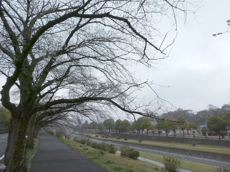 カルチャーパーク前の桜02-2026.03.28