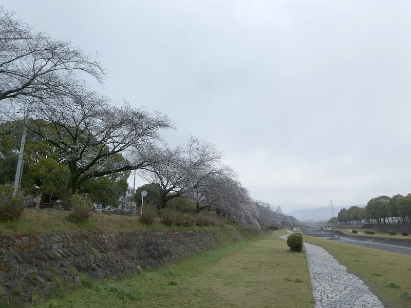 カルチャーパーク前の桜03-2026.03.28
