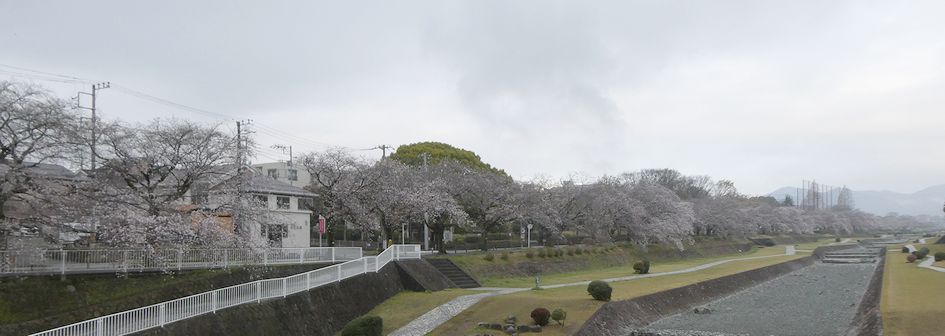 富士見大橋から見た桜01-2026.03.28