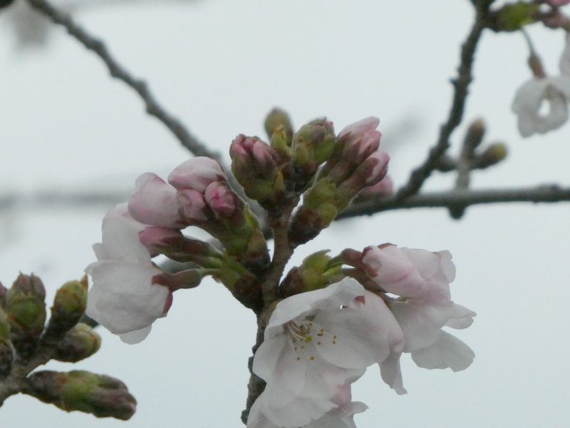 秦野市役所の桜01-2026.03.28
