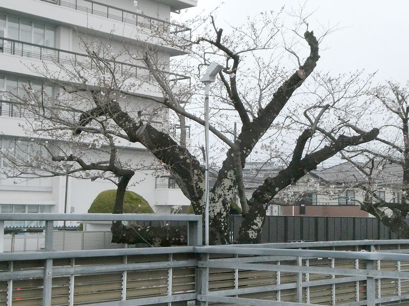 秦野市役所の桜02-2026.03.28