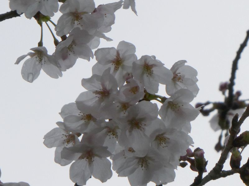 はだの桜みちの桜01-2026.03.28