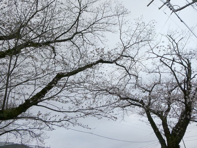 はだの桜みちの桜02-2026.03.28