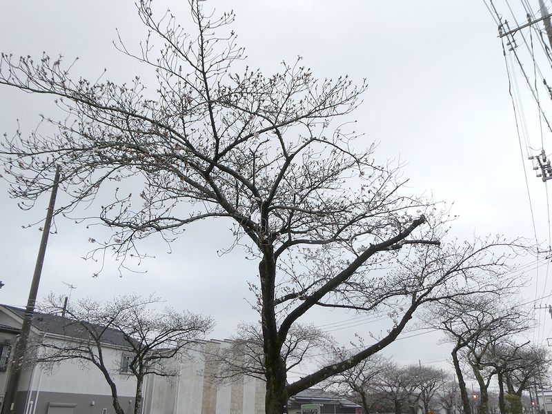 はだの桜みちの桜03-2026.03.28