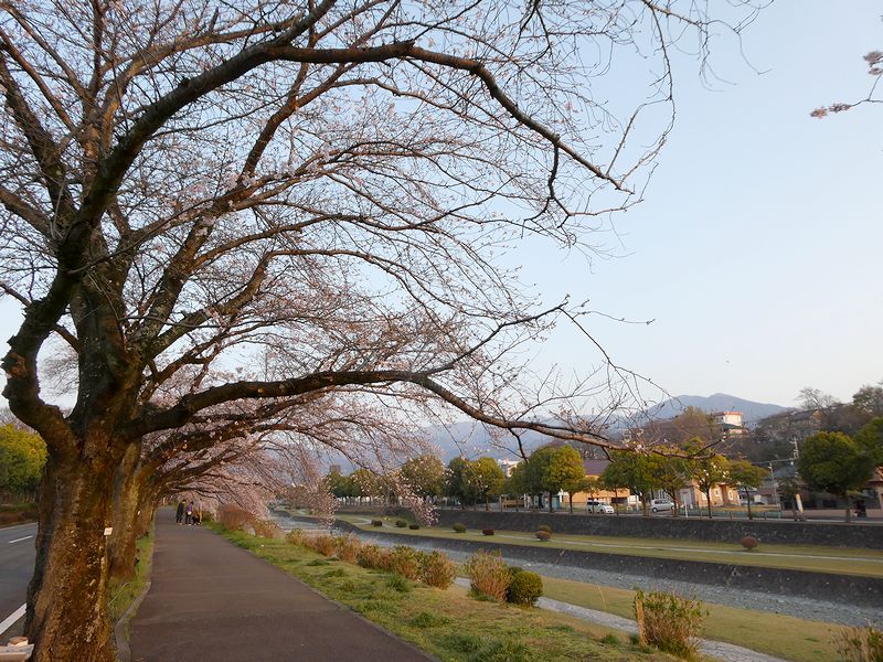 カルチャーパーク前の桜02-2026.03.29