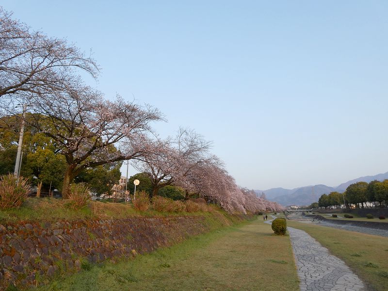 カルチャーパーク前の桜03-2026.03.29