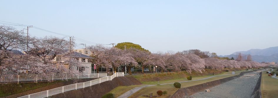 富士見大橋から見た桜01-2026.03.29
