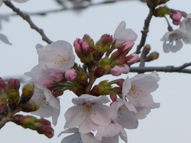 秦野市役所の桜01-2026.03.29