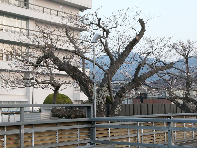 秦野市役所の桜02-2026.03.29