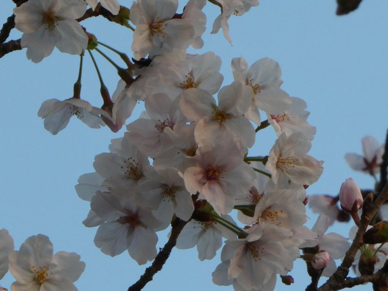 はだの桜みちの桜01-2026.03.29