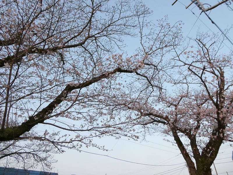 はだの桜みちの桜02-2026.03.29
