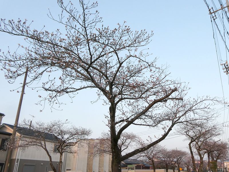 はだの桜みちの桜03-2026.03.29