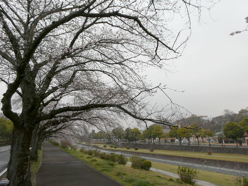 カルチャーパーク前の桜02-2026.03.30