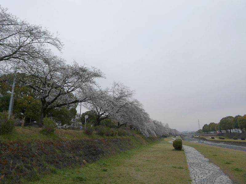カルチャーパーク前の桜03-2026.03.30